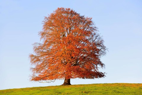 European Beech (Fagus sylvatica) in autumn