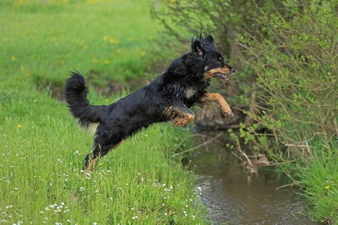Hovawart jumping over brook