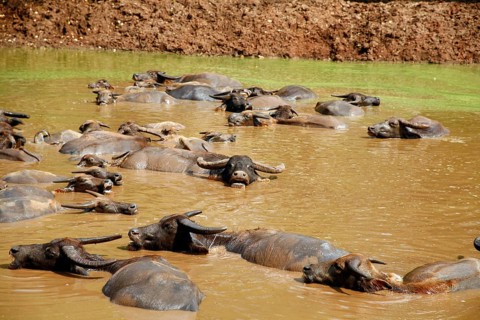 Water Buffalo (Bubalus arnee) in water