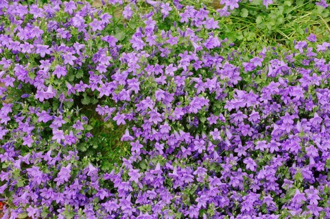 Dalmatian Bellflower or Adria Bellflower (Campanula portenschlagiana)