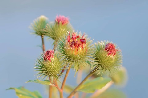 Greater Burdock (Arctium lappa)