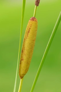 Lesser Bulrush (Typha angustifolia)