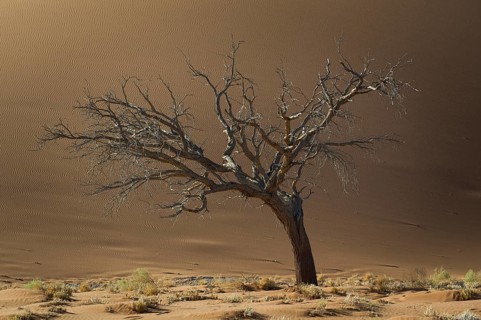 Dead tree against a sand dune in the Tsauchab Valley