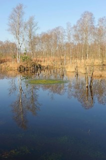 Rewetted moor