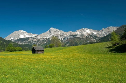 Wooden hut on flower meadow
