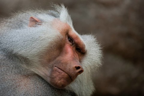 Hamadryas Baboon (Papio hamadryas)