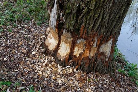 Beaver bite marks on a large willow tree by the Iller River