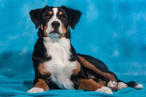 Appenzell Cattle Dog