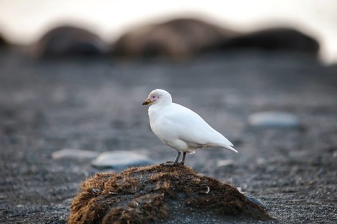 Snowy Sheathbill (Chionis alba)