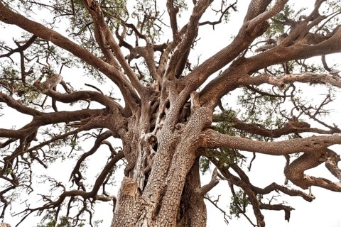 Argan (Argania spinosa)