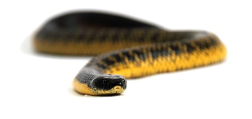 Tiger Snake (Notechis scutatus)