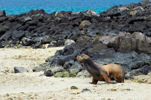 Galapagos Sea Lion (Zalophus californianus wollebaeki)