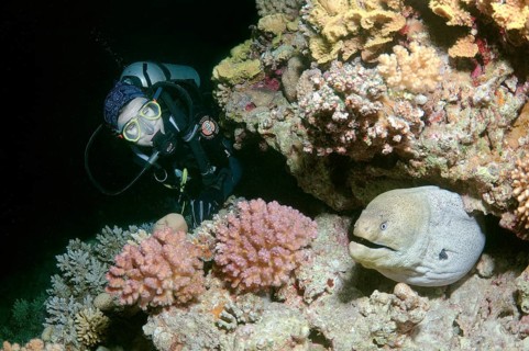 Diver watching a Giant Moray (Gymnothorax javanicus) during night diving