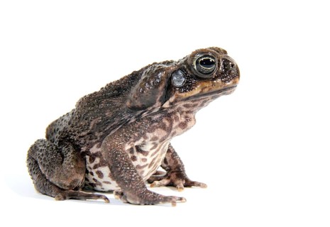 Cane Toad (Rhinella marina)