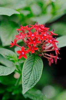 Egyptian Starcluster (Pentas lanceolata)