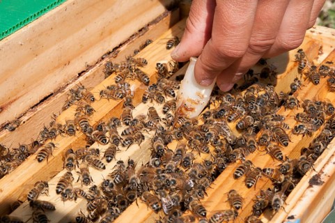 Beekeeping