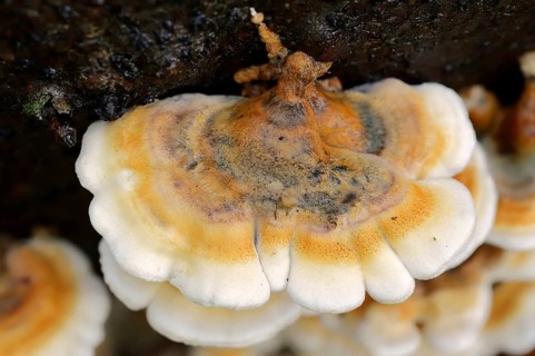 Plicatura fungus (Plicatura crispa)