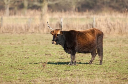 Heck cattle