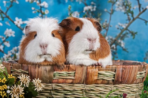 American Crested Guinea Pig and Smooth Guinea Pig