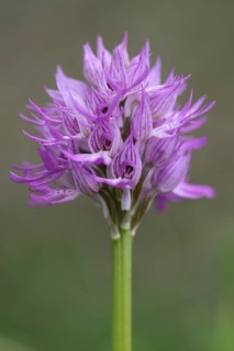 Naked Man Orchid or Italian Orchid (Orchis italica)