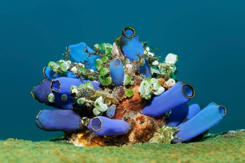 Small colony of various Sea Squirts (Tunicata)
