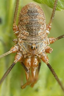 Harvestman or Daddy Longlegs (Opiliones spec)