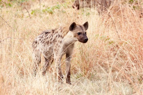 Spotted Hyena (Crocuta crocuta)