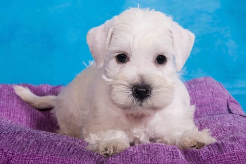 White Miniature Schnauzer
