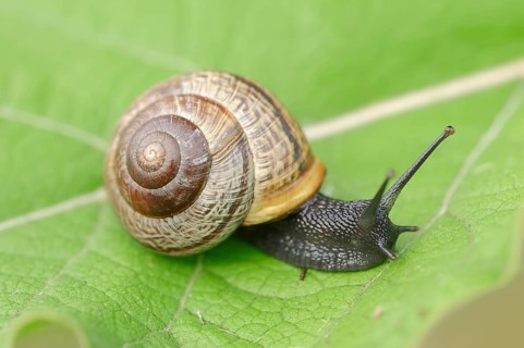 Copse Snail (Arianta arbustorum)