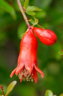 Dwarf Pomegranate (Punica granatum nana var)