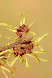 Chinese Witch Hazel (Hamamelis mollis)