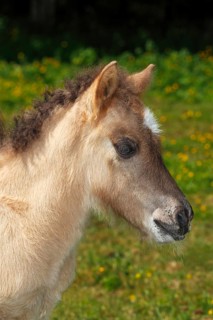 Icelandic horse