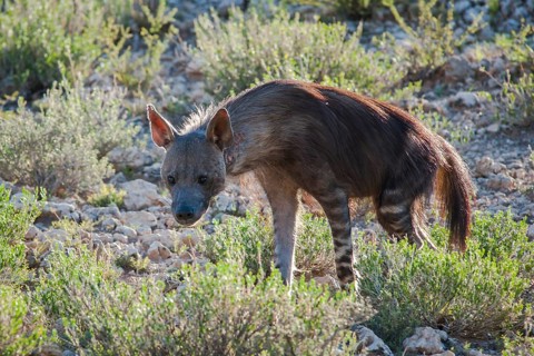 Brown Hyena (Parahyaena brunnea)