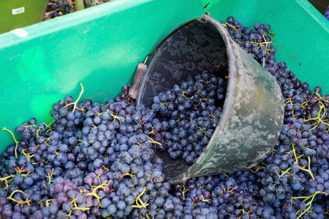 Harvested grapes are collected in a container