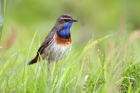 Bluethroat (Luscinia svecica cyanecula)