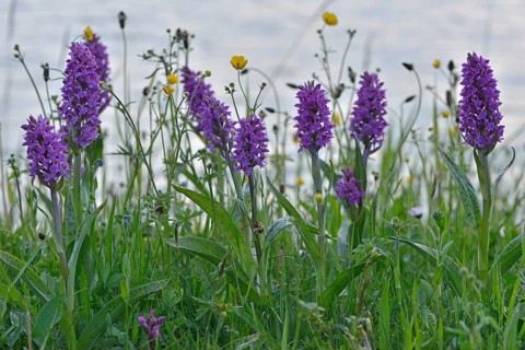 Western Marsh Orchid (Dactylorhiza majalis)