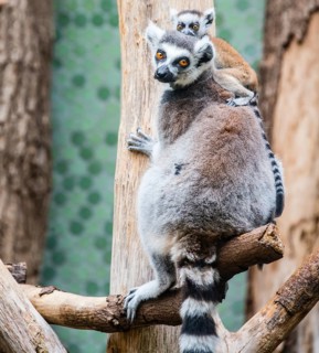 Ring-tailed Lemur (Lemur catta) with young