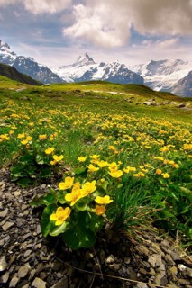 Alpine Marsh Marigolds (Caltha palustris)