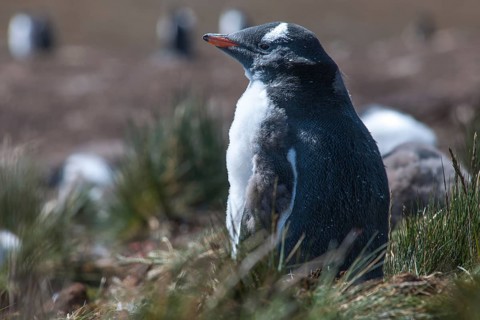 Gentoo Penguin (Pygoscelis papua)