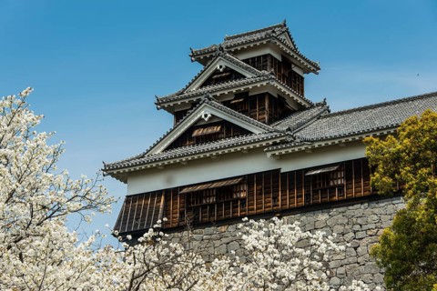 Cherry trees at Kumamoto Castle