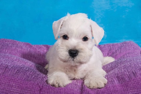 White Miniature Schnauzer