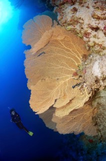 Diver looking at Venus Fan (Gorgonia flabellum)