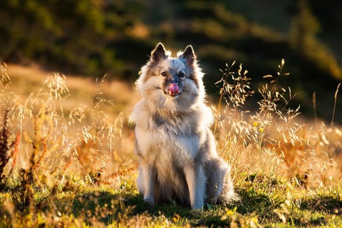 Keeshond or Wolfsspitz licking its mouth