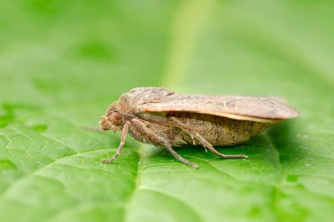 Lesser Yellow Underwing (Noctua comes)