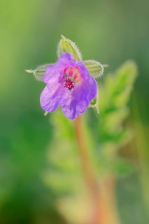 Common Stork's Bill (Erodium ciconium)