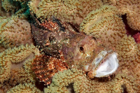 Bearded scorpionfish (Scorpaenopsis barbata) hidden amongst leathery corals (Alcyoniidae)