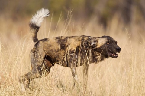 African Wild Dog (Lycaon pictus)