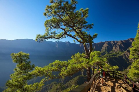 Canary Pines (Pinus canariensis) in the Parque Nacional de la Caldera de Taburiente at the Mirador de Las Chozas
