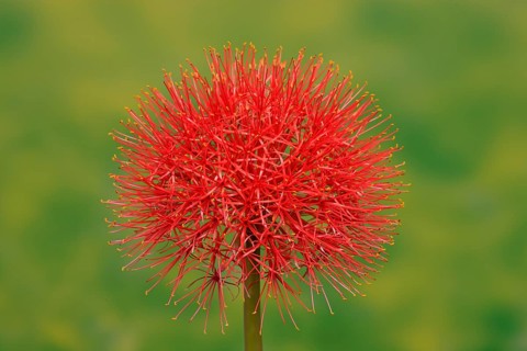 Common Fireball or Monsoon Lily (Scadoxus multiflorus) flower