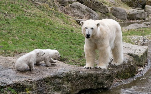Polar Bears (Ursus maritimus)